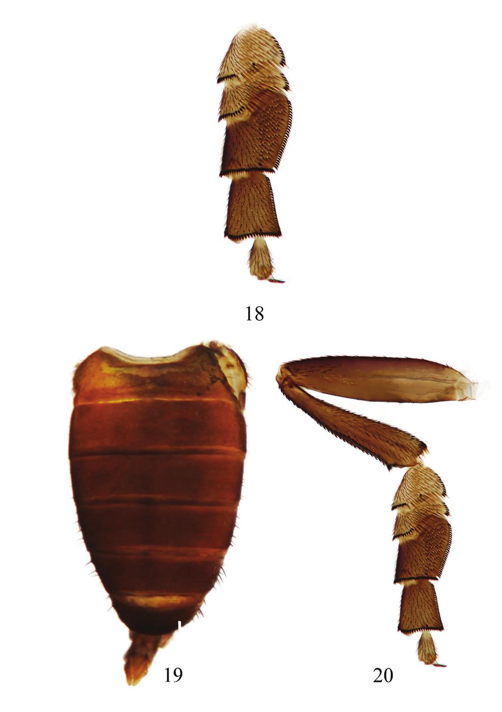 han & yang 66 Figures 18-20. Lindneromyia laosensis sp. nov. (female). 18. hind tarsus, anterior view; 19.