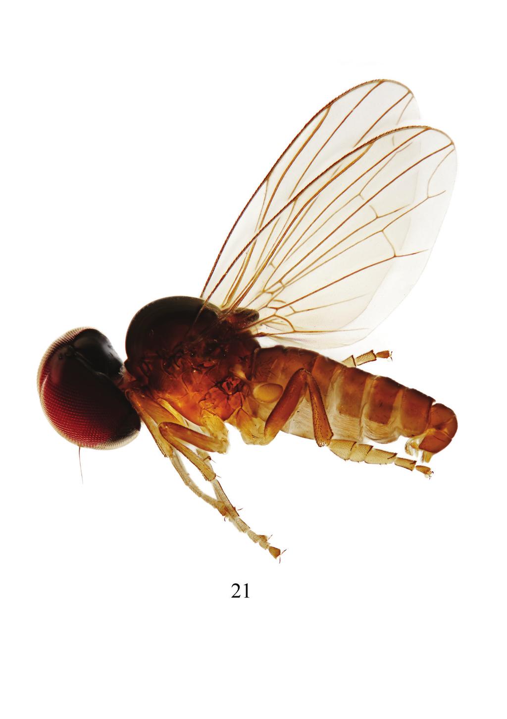 67 Linderomyia of Laos Figure 21.