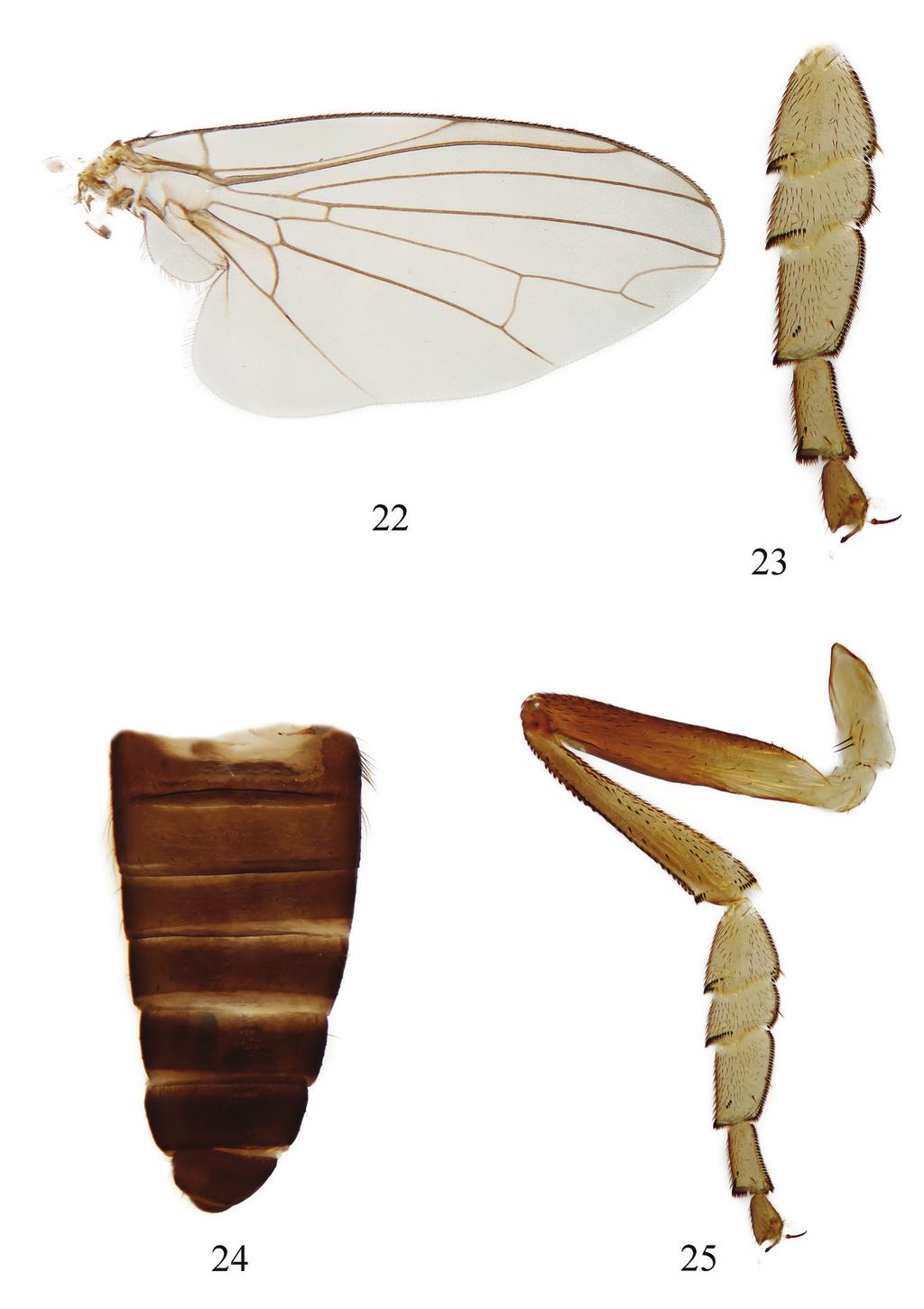 han & yang 68 Figures. 22 25. Lindneromyia longa sp. nov. (male). 22. wing; 23.