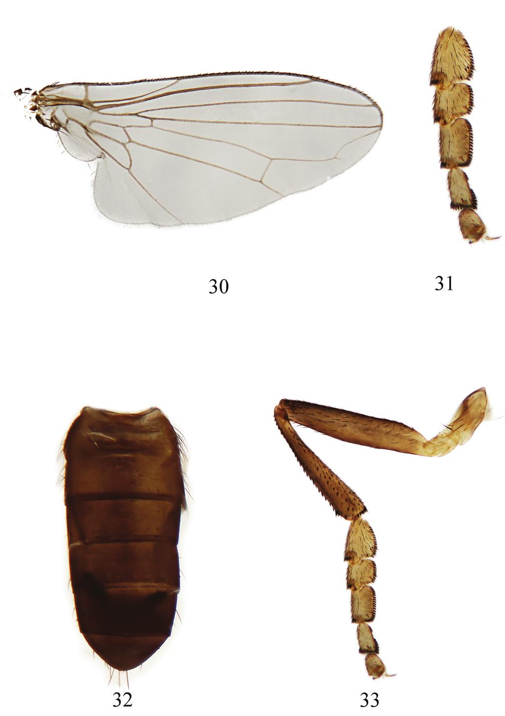 71 Linderomyia of Laos Figures. 30 33. Lindneromyia obtusa sp. nov. (male). 30. wing; 31.