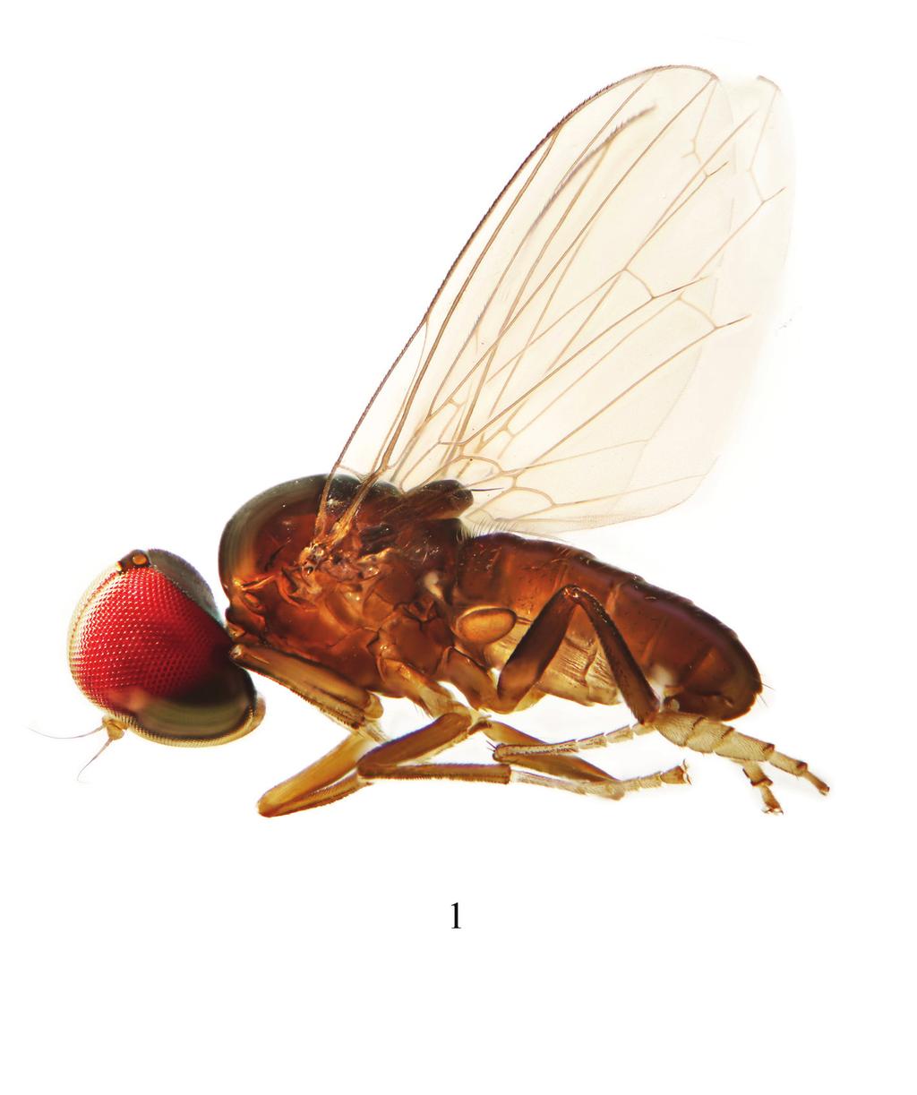 59 Linderomyia of Laos Kessel EL, and Maggioncalda EA (1968) A revision of the genera of Platypezidae with the descriptions of five new genera and consideration of phylogeny, circumversion and