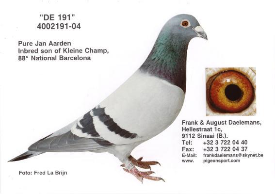 Breeding Loft Section 2: Couple 5: Cock De 191 is a beautiful cock, bred by ourselves out of our 88 th National Barcelona winner Kleine Champ with his own sister.