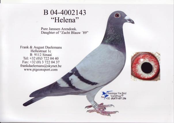 Breeding Loft Section 2: Couple 6: Hen Helena is a beautiful pure Janssen Arendonk hen.
