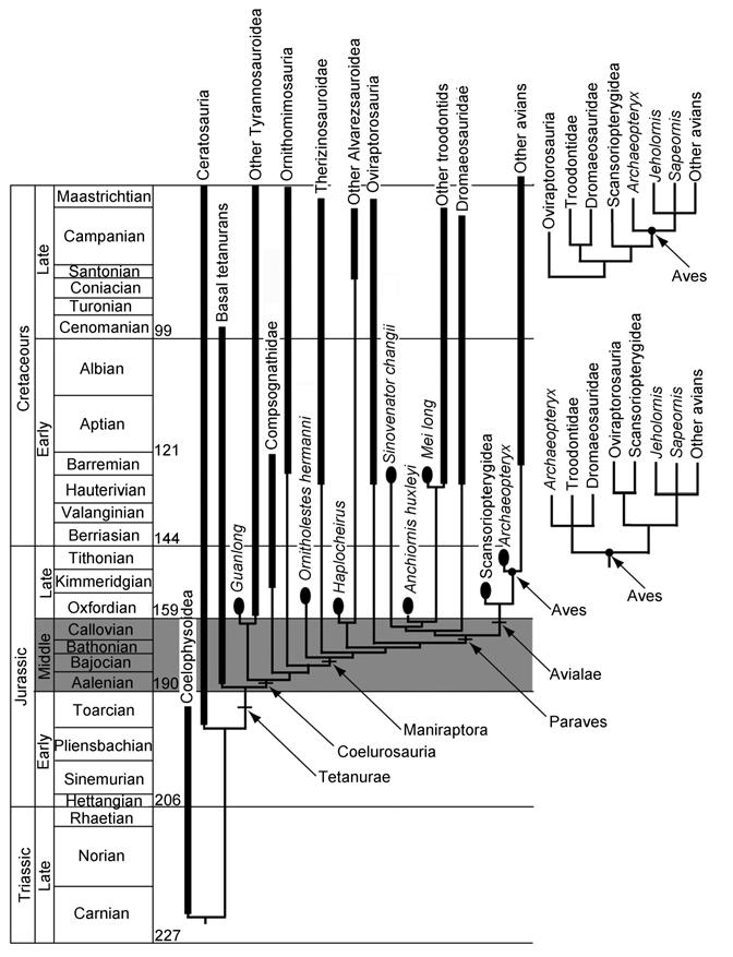 3972 XU Xing, et al. Chinese Sci Bull December (2010) Vol.55 No.35 Figure 1 Temporally calibrated phylogeny of Theropoda.