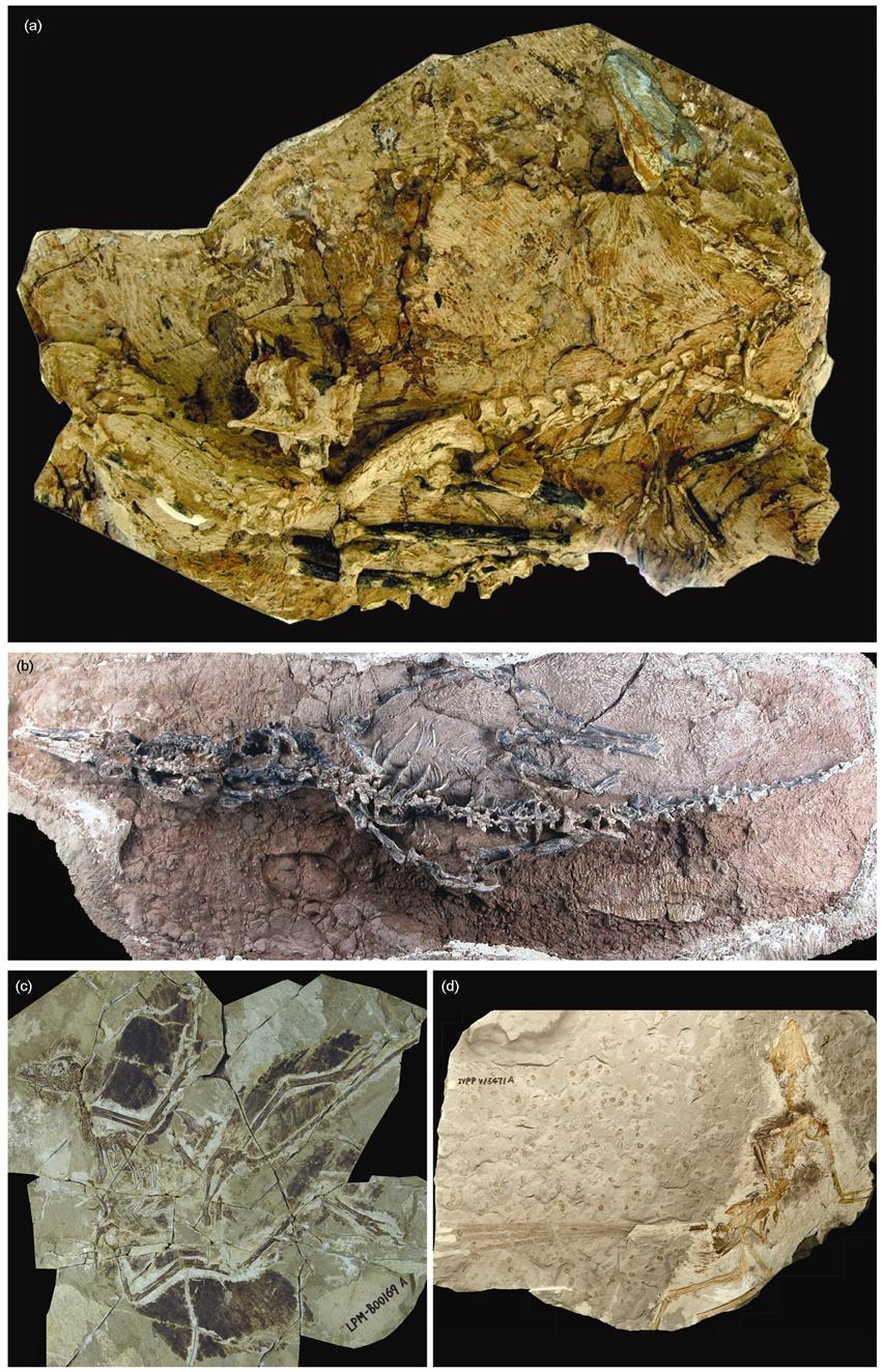 3974 XU Xing, et al. Chinese Sci Bull December (2010) Vol.55 No.35 Figure 2 Selected coelurosaurian taxa from the Jurassic.