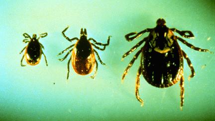 On the left are adult male and female blacklegged ticks.