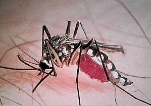 Mosquito-Transmitted