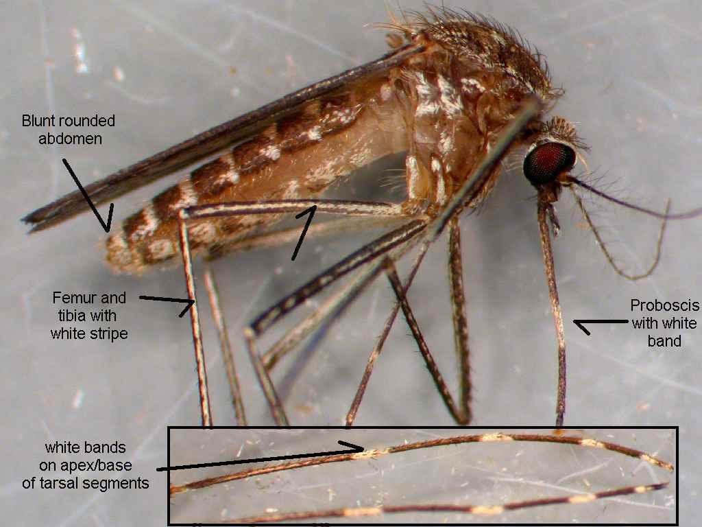 Culex tarsalis, the mosquito primarily responsible for