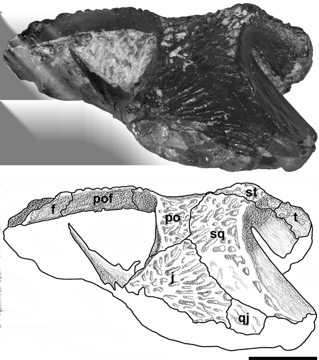 76 N. B. Fröbisch et al.: Large specimen of the dissorophid Cacops woehri Figure 3. Photo and drawing of the skull of the new specimen of Cacops woehri BMRP 2007.3.5 in left lateral view.