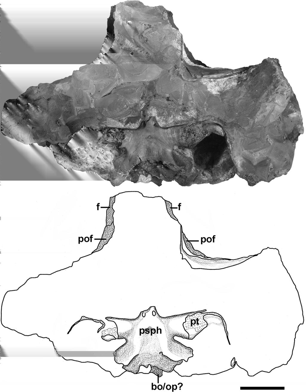N. B. Fröbisch et al.: Large specimen of the dissorophid Cacops woehri 77 Figure 4. Photo and drawing of the skull of the new specimen of Cacops woehri BMRP 2007.3.5 in ventral view.
