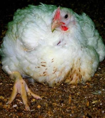 Broiler welfare the issues Leg weakness Housing Stocking density Ventilation Shed/facility