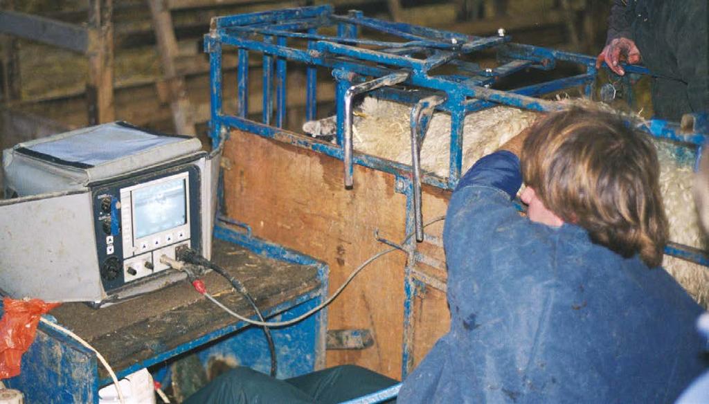 4.2.3 Pregnancy scanning and subsequent management Pregnancy scan ewes at day 70 and use results to manage the flock Pregnancy scanning normally takes place around day 70 of pregnancy (range 40 to 90