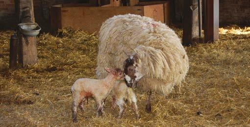 Birthweight is a major determinant of birth survival For each breed of sheep, there is an optimum birthweight range, linked to mature weight, outside of which mortality is likely to be higher.