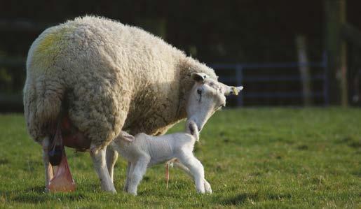 Under-nutrition pre-lambing not only reduces the quantity of colostrum and milk produced, but also delays the onset of lactation and increases the viscosity of colostrum.