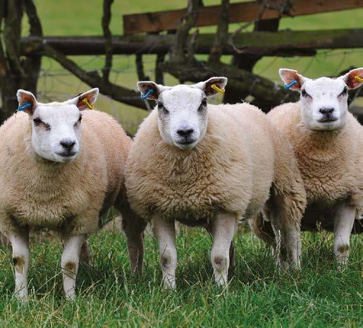 5.2 Ewe requirements Use AFRC (1993) energy and protein requirements to ration ewes in late pregnancy Based on the current information and the consensus of a workshop attended by a group of industry