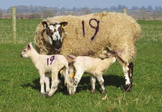 6.1 Feeding the ewe for maximum milk yield Ewes rely heavily on utilisation of body reserves in early lactation Nutrient supply to the ewe throughout pregnancy affects milk production and has an