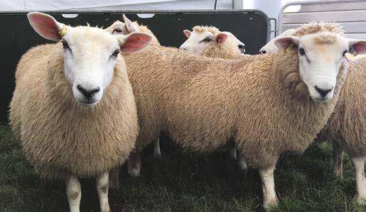 7.2.1 Nutrition from weaning to mating For successful lifetime reproduction, ewe lambs must be more than 60% of their mature weight at their first mating Ewe lambs reach puberty, normally at least a