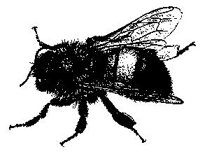 They are sometimes confused with similar looking bees and flies. Most wasps do not bother humans. This document covers Integrated Pest Management (IPM) techniques for wasp control.