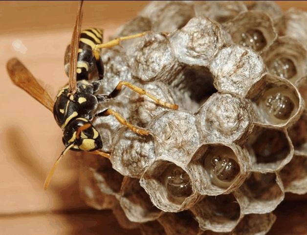 In the fall when temperatures cool and food becomes scarce, the female wasps and hornets frequently enter homes for hibernation.