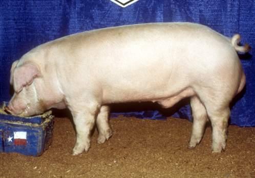 Maternal breeds - Chester White - Landrace - Yorkshire PPT Slide 10 I. Identify characteristics of the major swine breeds; J.