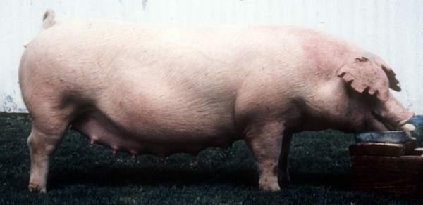 What are is a Chester White sow noted - Developed in Chester & Delaware Counties in Pennsylvania - Parent stock from Cheshire, Lincolnshire, & Yorkshire (English origin) - Large & White - Droopy ears