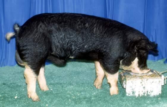 Terminal breeds - Berkshire - Duroc - Hampshire - Poland China - Spotted Poland China - Pietrain - Berkshire: PPT Slide 19 PPT Slides 20-22 Describe the physical characteristics of a Berkshire.
