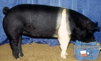 - Breed standards developed in 1885 - Color: Medium Cherry Red Can vary from a golden yellow to a dark red - Droopy ears - Sows are prolific w/ good mothering ability - Excellent feeding capacity -
