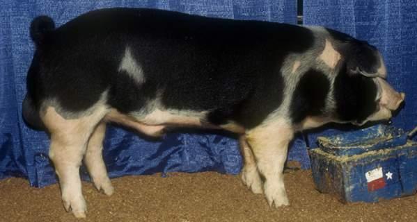 of white markings are acceptable, although discouraged - Good length - Thick hams - Produces highly desirable carcass - Large breed - Drooping ears - Trim head Spotted Poland China (Spot): PPT Slide