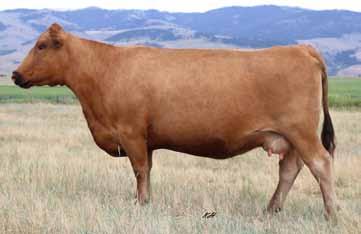 2018 KLOMPIEN RED ANGUS BULL SALE Breeding the Best and Cutting the Rest 12 DKK One of a Kind 7091 2/5/2017 3726385 100% 1A BW/Ratio 89 108 What a mating!