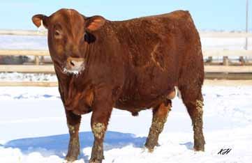 2018 KLOMPIEN RED ANGUS BULL SALE Breeding the Best and Cutting the Rest 15 DKK Soldier 7147 2/19/2017 3726455 100% 1A BW/Ratio 92 110 Check out the hip of this Stud!