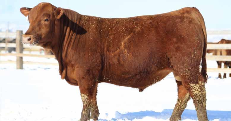 His productive dam is also laying claim to a 106 MPPA. DKK Waco 120 has beautiful feet and always brings home one of our favorite calves. This bull is no exception!