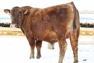 2018 KLOMPIEN RED ANGUS BULL SALE Breeding the Best and Cutting the Rest 21 DKK Moonshine 7137 2/16/2017 3726503 100% 1A Crowfoot 6004S Crowfoot Moonshine 8081U Crowfoot Brndina Crowfoot Max 1743L