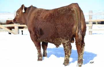 2018 KLOMPIEN RED ANGUS BULL SALE Breeding the Best and Cutting the Rest 25 DKK New Direction 7050 1/26/2017 3726537 100% 1A BW/Ratio 75 92 Deep, Thick, Clean & Smooth in a word MAGNIFICENT!