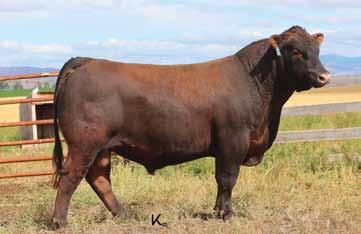 2018 KLOMPIEN RED ANGUS BULL SALE Breeding the Best and Cutting the Rest 28 DKK One of a Kind 7151 2/21/2017 3726535 100% 1A BW/Ratio 88 108 Long, Deep and CLASSY.