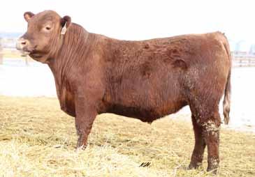 2018 KLOMPIEN RED ANGUS BULL SALE Breeding the Best and Cutting the Rest 31 DKK Captain 7132 2/14/2017 3726551 100% 1A Here is your 2nd highest ADG bull in the pen at 3.74#/day.