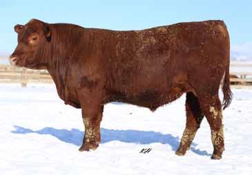 34 DKK Captain 7085 2/3/2017 3726511 100% 1A With his Herdbuilder in the top 28%; and his Gridmaster in the top 22%; this chap comes to you with 8 EPDs/Indices in the top 1/3 of the breed.