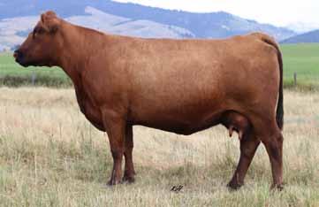 2018 KLOMPIEN RED ANGUS BULL SALE Breeding the Best and Cutting the Rest 37 DKK Duke 7157 2/23/2017 3726401 100% 1A BW/Ratio 82 98 Study every angle of this studly gent.