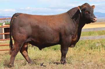 Reference Sires 2018 KLOMPIEN RED ANGUS BULL SALE Breeding the Best and Cutting the Rest A Brown JYJ Redemption Y1334 1/14/2011 1441805 100% 1A Beckton Neptune R2 Beckton NebulaM045 Beckton Belga