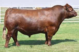 Reference Sires 2018 KLOMPIEN RED ANGUS BULL SALE Breeding the Best and Cutting the Rest F DKK Gentleman 468 2/4/2014 1684418 100% 1A C-T DKK Duke 1100 VGW Justice 614 Fritz Chris 6047 Messmer Packer