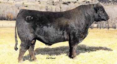 2018 KLOMPIEN RED ANGUS BULL SALE Breeding the Best and Cutting the Rest 2 DKK Duke 7062 1/28/2017 3726507 100% 1A VGW Justice 614 Fritz Chris 6047 Messmer Packer S008 LJC MissionStatemnt CT Grand