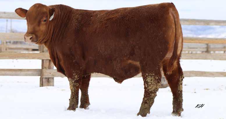2018 KLOMPIEN RED ANGUS BULL SALE Breeding the Best and Cutting the Rest 5 DKK Manhattan 7150 2/20/2017 3726451 100% 1A BW/Ratio 86 103 This TANK is wide based, thick topped (15 Ribeye with 3.