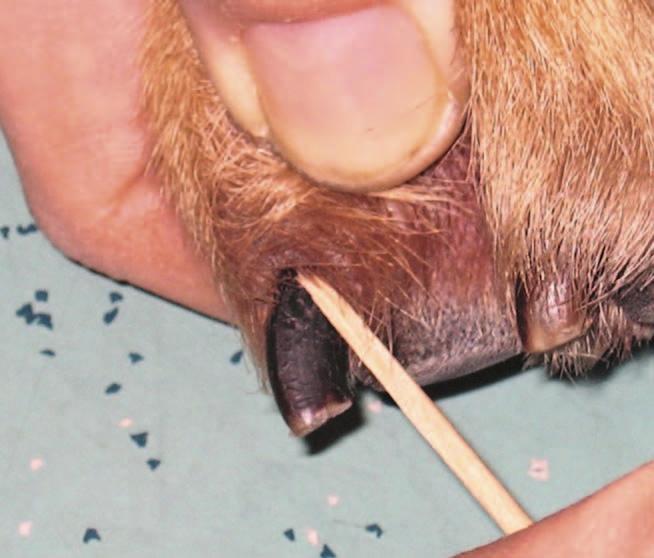 Figure 3: Obtaining a sample from a claw fold. Develop a method to keep track of left ear samples vs. right ear samples and then apply it consistently.