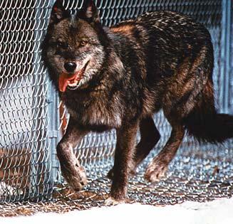 First, they hoped that the animals in each pack would bond with one another while inside their pen. That way, the wolves would be more likely to stay together once they were set free.
