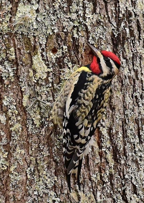 2 Pileated Woodpeckers were wonderful observations for the group; they lit on a tree near the observation tower in clear view and in the sunlight.