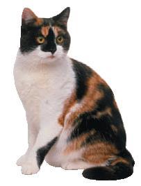 + X-Chromosome Inactivation Also occurs in other mammals like cats One X chromosome has an allele for orange spots Other