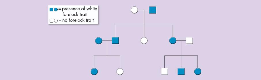 + Human Pedigrees To analyze the pattern of inheritance followed by a particular trait, you can use a chart, called a pedigree, which shows the