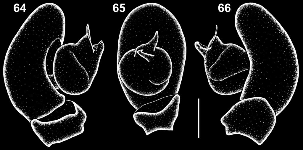 Haddad: Revision of southern African Diplogena 361 Figs 64 66. Left male palp of Diploglena proxila sp. n. in prolateral (64), ventral (65) and retrolateral views (66). Scale bars = 0.25 mm.