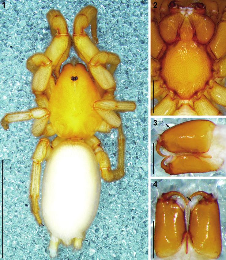 Haddad: Revision of southern African Diplogena 345 Figs 1 4. Digital microscope photographs of Diploglena arida sp. n.