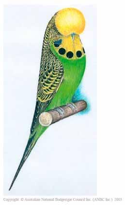 The Budgerigar Society of New Zealand (Inc.) Est: 28 July 1934 Invite all Budgerigar Breeders to join their progressive Society.