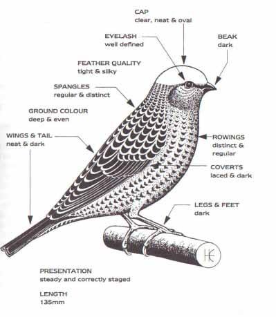Show Points of The Lizard Canary Scale of Points: The following is the scale of Points for Lizard Canaries SPANGLES: For regularity and distinctness... 25 FEATHER QUALITY: For tightness and silkiness.